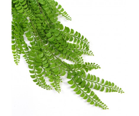 Green button fern