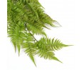 Wood fern