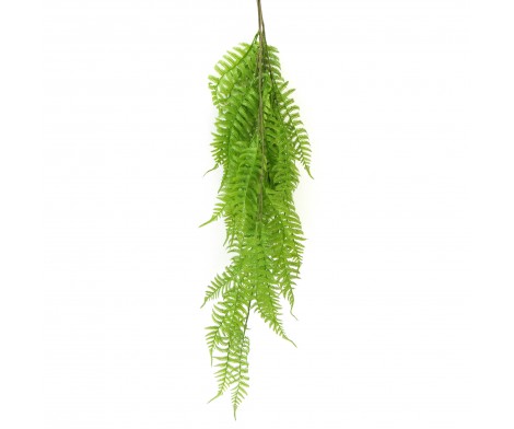 Serrated fern