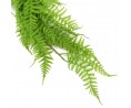 Serrated fern